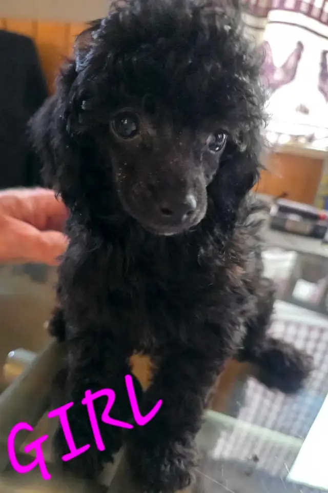 GORGEOUS TINY TOY POODLE PUPS in Dogs & Puppies for Rehoming in Strathcona County - Image 2