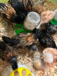 Gold Laced Polish chicks