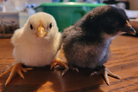 Day old Chicks 10 for $20!