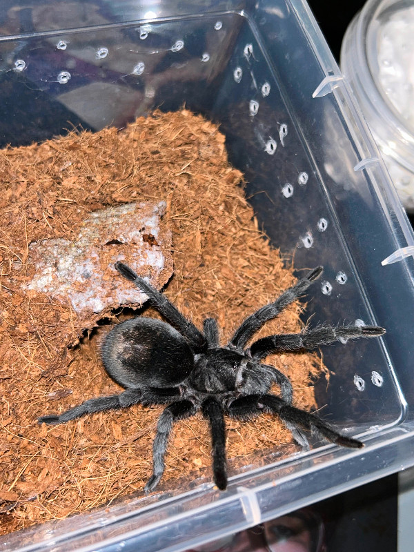 Tarantula collection for sale in Other Pets for Rehoming in Oshawa / Durham Region - Image 3