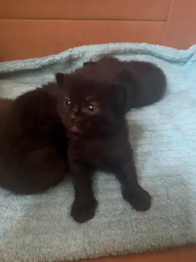 Kittens, View more