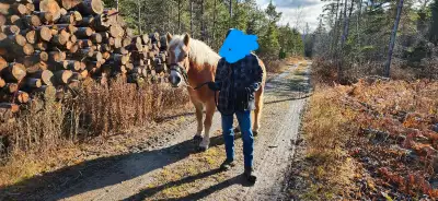Jument Haflinger 17 ans, View more