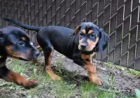 Long Legged Dachshund / Pinscher Puppies - Beautiful mix dogs