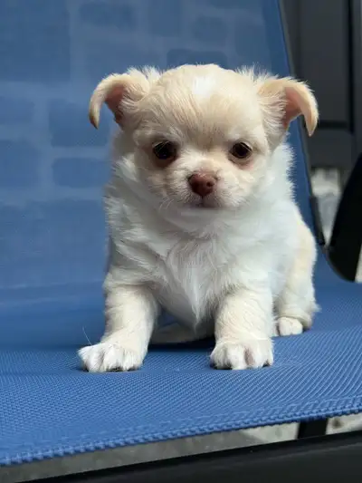 Petit mâle chihuahua poil long blanc crème enregistré au club canin canadien. Il a un tempérament ca...
