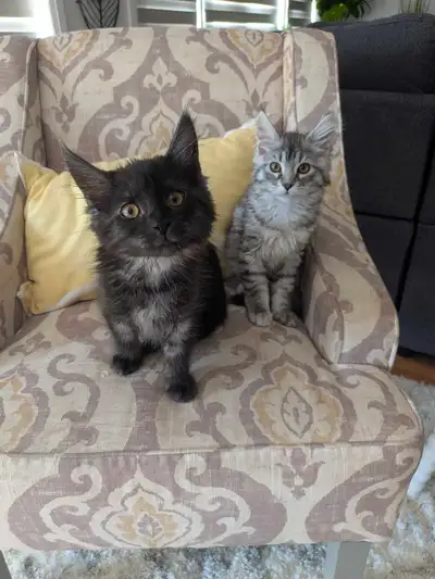 4 Month Old Mainecoon Kittens , View more