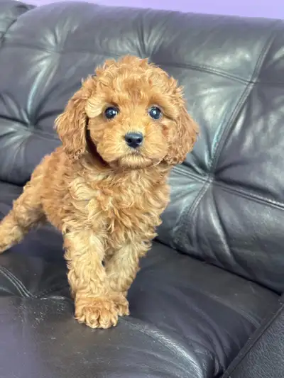 Adorable Mini Poodle Puppies, View more