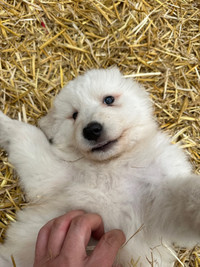 Great Pyrenees Puppies Female 