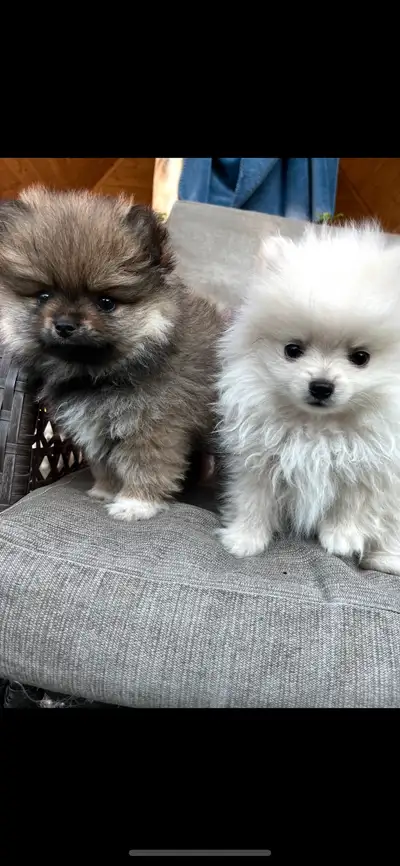 Pomeranian purebred  puppies ❤️, View more