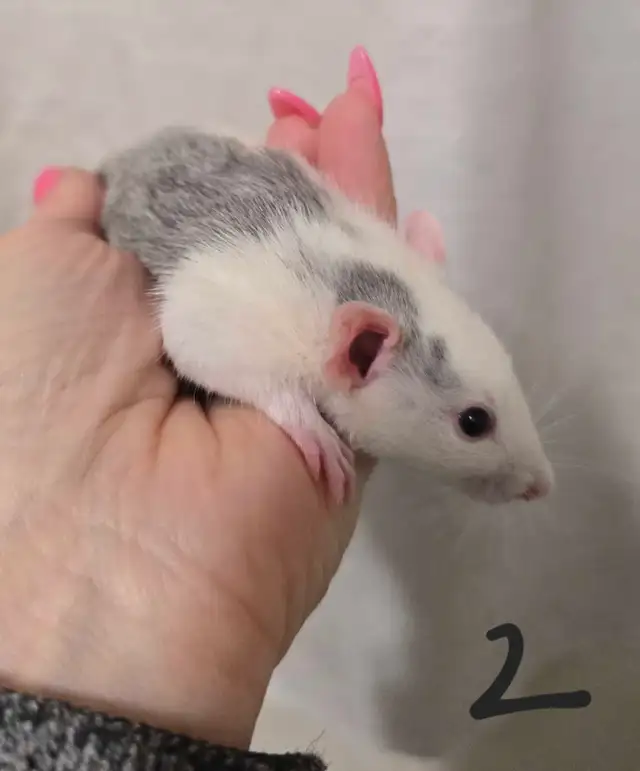rat girls in Small Animals for Rehoming in Saskatoon - Image 4