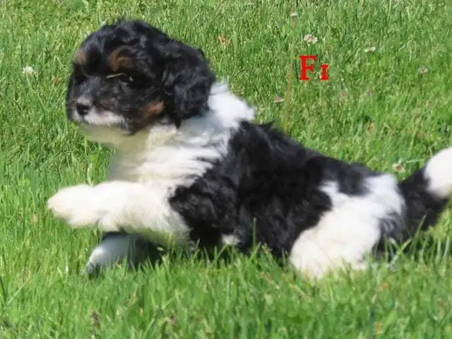 F1B Mini Bernadoodle puppies in Dogs & Puppies for Rehoming in Oakville / Halton Region - Image 6
