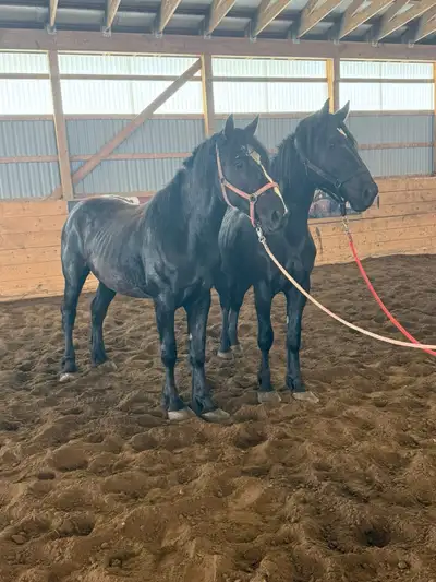 pure perch gelding, View more