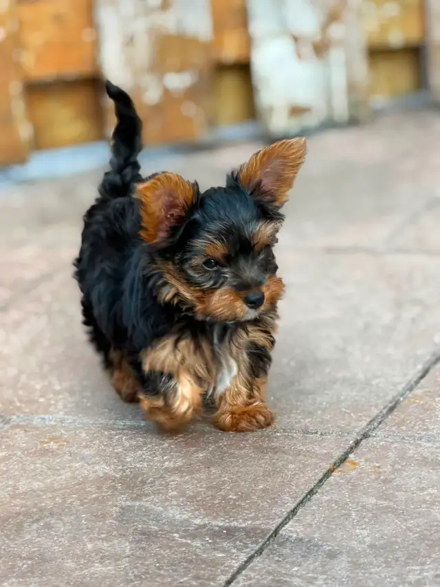 2 Toy Yorkies Puppies for sale in Dogs & Puppies for Rehoming in City of Toronto - Image 7