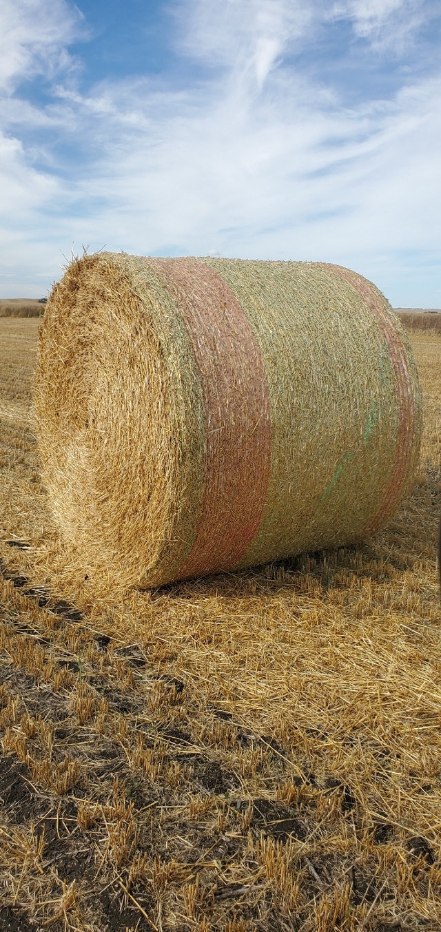 Straw bales Other Red Deer Kijiji
