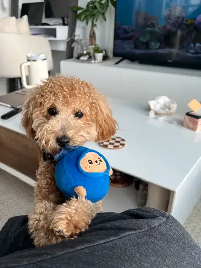 I’m looking to rehome my Goldendoodle puppy. She is a mix of Golden Retriever and Poodle—smart, affe...