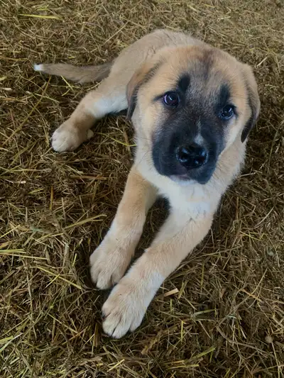 puppies for sale, View more