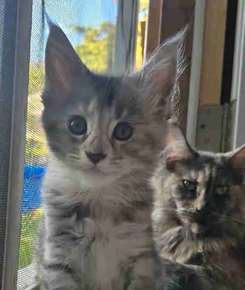 Mainecoon kittens in Cats & Kittens for Rehoming in Moncton - Image 2