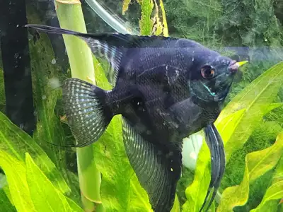 Exotic Black Copper Santa Isabel AngelFish, View more