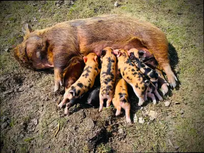 Kunekune piglets, View more