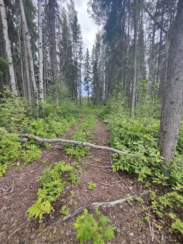 5.1 Acres For Sale Near Stuart Lake, BC in Land for Sale in Downtown-West End - Image 11
