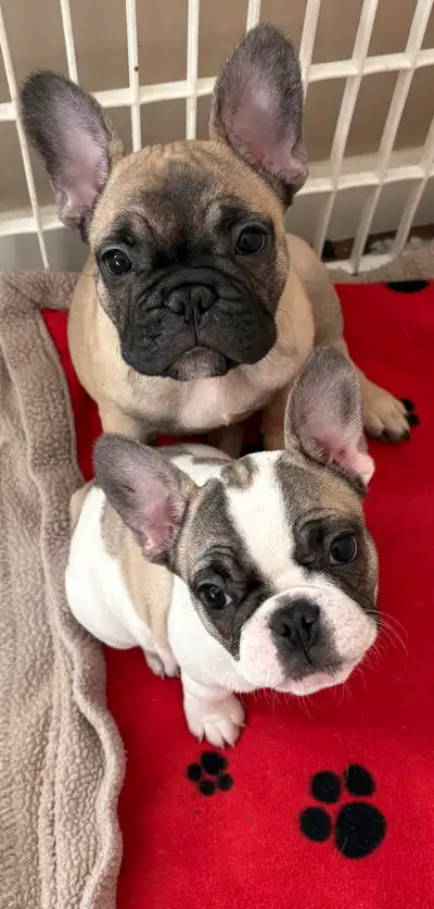 French Bulldog puppies. CKC registered, View more