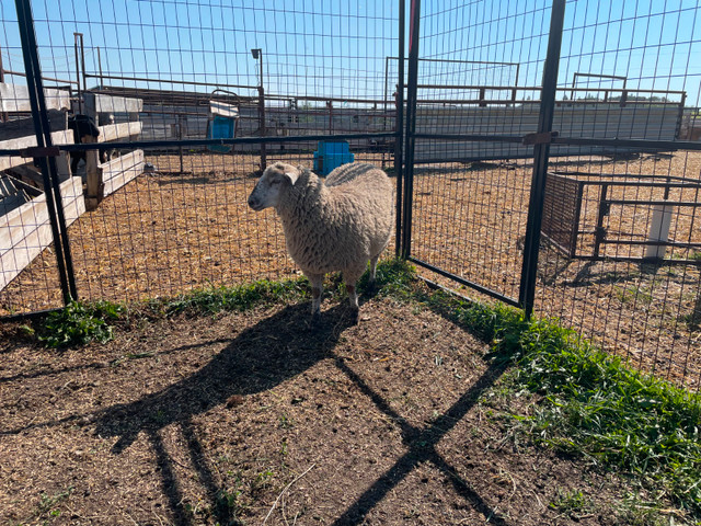 Ewe lambs for sale in Livestock in Red Deer - Image 3