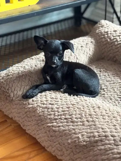 Deux mâle Chihuahua croisé Caniche Né le 18 Décembre 2024 En date du 11 avril leurs poids est de 2 l...