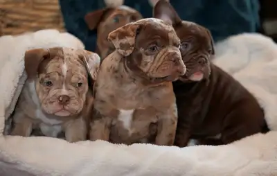 These adorable exotic micro bully males are looking for their forever homes! Each pup boasts unique...