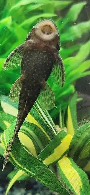 female bristle nose pleco, View more