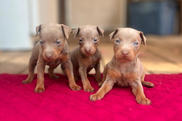 Chiot Pinscher avec Garantie santé dans Chiens et chiots à adopter  à Lanaudière