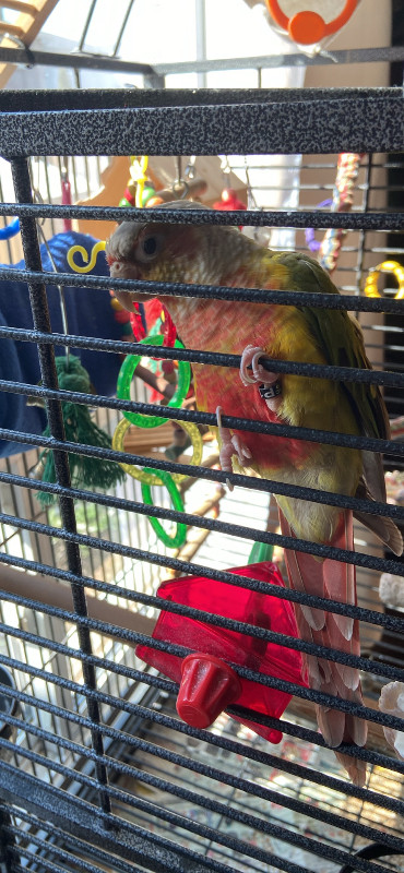 Pineapple conure With the cage in Small Animals for Rehoming in St. Catharines - Image 2