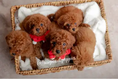 Toy Poodle Puppies (Purebred), View more