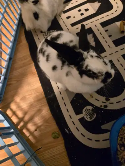 2 free bunnys, View more