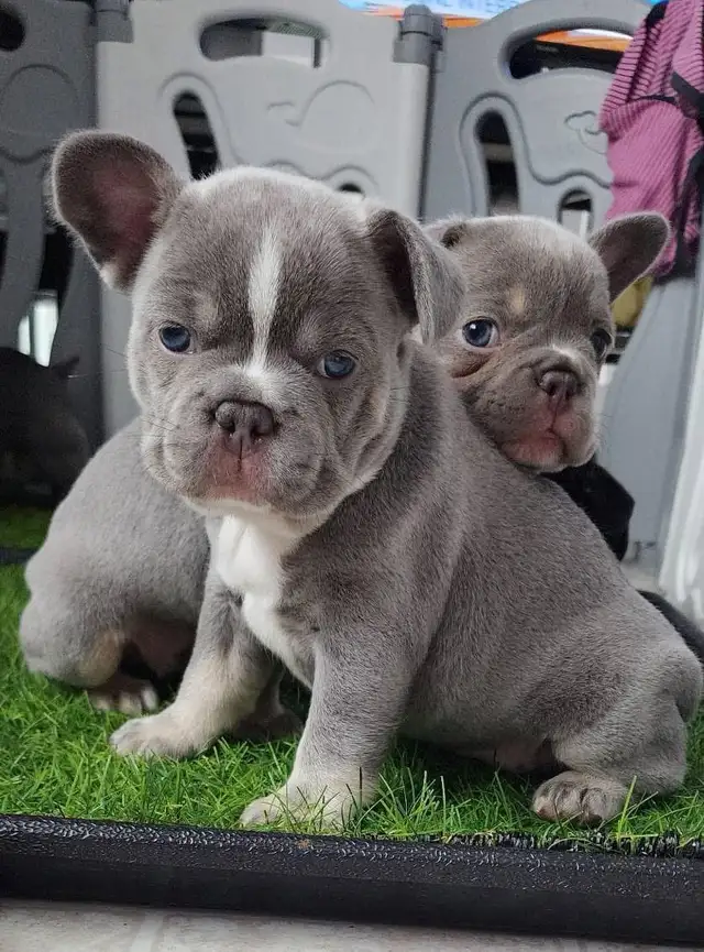 Pawdorabulls French Bulldogs - coming July 6 and July 9!!!! in Dogs & Puppies for Rehoming in Ottawa - Image 9