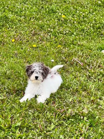 Havanese Poodle Puppies!  Hypoallergenic and Non Shedding, View more