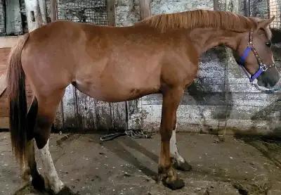 Fancy large pony project. 3 yr old 14hh mare.. Chestnut with lots of unique white markings. Working...