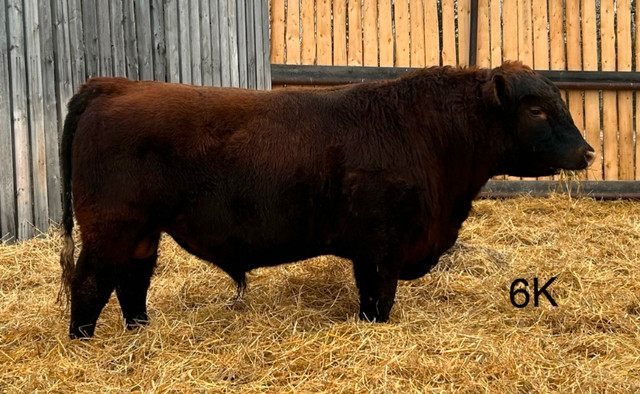 Nicklason Stock Farms 2 Yr old Bull and Female Sale in Livestock in Dawson Creek - Image 3