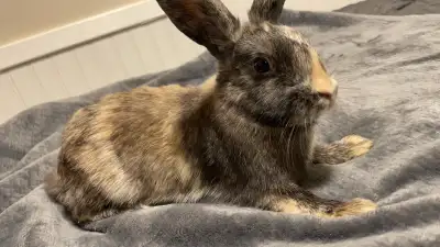6 month old female Spotted dutch rabbit for rehoming . She is very active , loves petting , loves he...