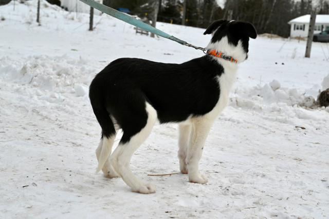 Registered Border Collie Puppies- NS Border Collies PEL in Dogs & Puppies for Rehoming in City of Halifax - Image 4