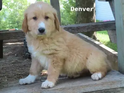 Golden retriever mix, View more