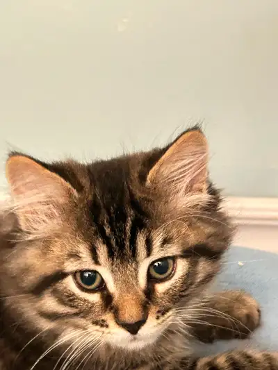 2 months old kittens for sale, View more