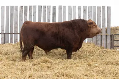 Registered Purebred Simmental Bulls, View more