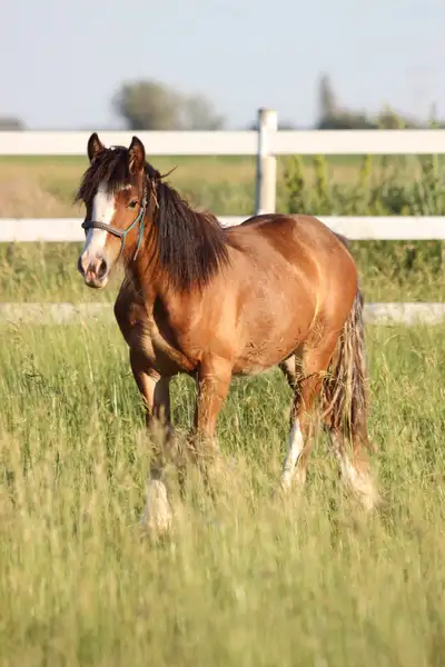 Titan is an adorable sized yearling purebred Gypsy colt. He’s gonna be a little guy who might make i...
