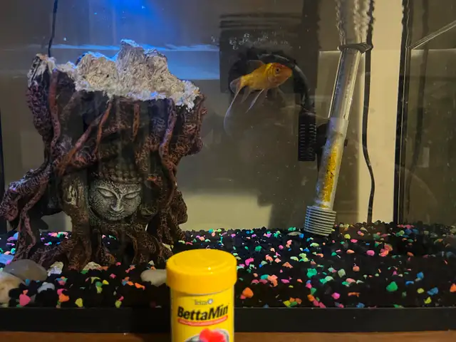 Aquarium, food, and fish! in Fish for Rehoming in Kingston - Image 3