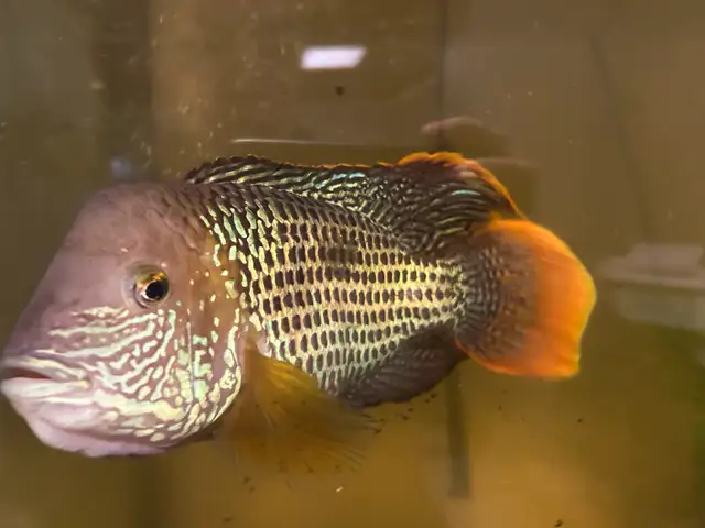 Unsexed Green Terror in Fish for Rehoming in Delta/Surrey/Langley - Image 7