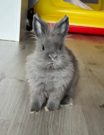 Dwarf lionhead bunny rabbit, View more