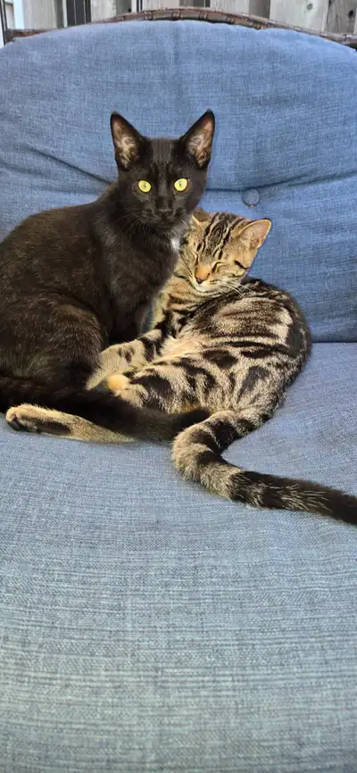 Bonded brothers, View more