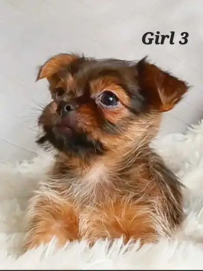 *1 Left* Pug X Tea Sized Yorkies Available!, View more