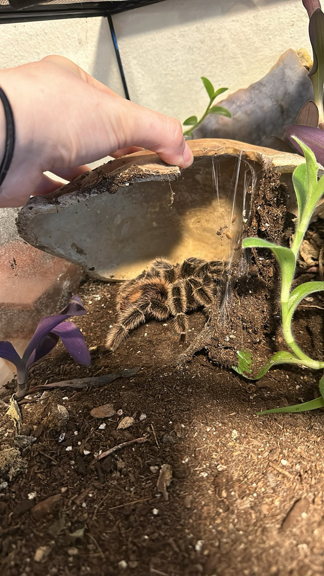 Tarantulas for sale  in Other Pets for Rehoming in Edmonton