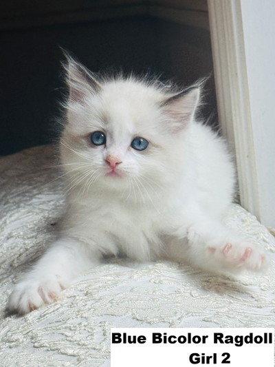 Certificated,Vaccinated Ragdoll kittens (Parents DNA tested), View more