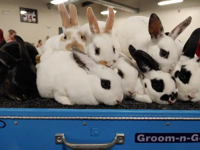 EXTRAORDINARY Netherland dwarf, mini rex, lionhead, Holland lops in Small Animals for Rehoming in Ottawa - Image 4